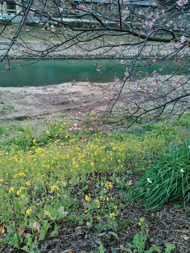 ＪＴＢ旅物語ツアーで下田に泊まり、<br />みなみの桜を見に行きました。<br />お祭りまであと１０日・・・<br />２分咲の桜です、雰囲気だけ楽しみましたよ。