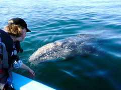 鯨と遊び、無人島を歩き、オットセイとシュノーケル、大自然と触れ合うバハカリフォルニアの旅