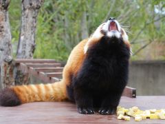 ちょっくら徳島へ日帰りでレッサーパンダのソラくん一家に会いに（２）とくしま動物園＜レッサーパンダ特集１＞相変わらずアイドル顔負けのソラくんとひとなつっこいみたらしちゃんの単独での過ごし方＆見た目はそっくりな双子のあんこちゃん・きなこちゃん