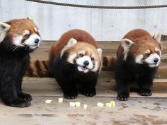 ちょっくら徳島へ日帰りでレッサーパンダのソラくん一家に会いに（３）とくしま動物園＜レッサーパンダ特集２＞ミンミンちゃんママ・よもぎくん・さくらちゃん＆みたらしちゃん・あんこちゃん・きなこちゃん、２組の三つ巴