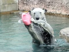 ちょっくら徳島へ日帰りでレッサーパンダのソラくん一家に会いに（４）とくしま動物園：１年延長のホッキョクグマのポロロちゃん・ニューフェイスのシンリンオオカミのユウキくん・ライオンのレオくん、大はしゃぎ@