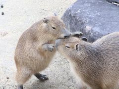 ちょっくら徳島へ日帰りでレッサーパンダのソラくん一家に会いに（５）とくしま動物園：おねだりカワウソのドジョウすくい、今回は完全スルーしなかったモンキー・プロムナード、サバンナエリアの子カピバラたち、タイガー・プロムナードのネコ科猛獣のみなさん等