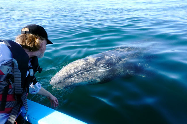 野生の鯨をハグしちゃう、なんて、夢みたいな事が現実に経験できる旅です！！<br /><br />世界で一番（と言いたいくらい！）充実した鯨ウォッチング＋無人島巡り＋熱帯の魚やオットセイとシュノーケルいっぱい＋ジンベイザメやマンタ、海亀からサメなどの沢山の生き物たちと出会えるかもしれない。自然が好き、地球を感じたい、経験だけでなく「体感」したい、野生動物が大好き、冒険が好き！という人たちには１０００００％お勧めします。絶対に絶対に絶対に忘れない思い出が沢山沢山出来て、人生まで変わっちゃうかもしれない！なんてほど言っても過言じゃないと思ってます。〔実際私にはそのレベルで影響があったから）<br /><br /><br />この旅の一番と言っても凄いのは野生の鯨〔コククジラ）と触れ合える事！！<br />カリフォルニア半島にあるラグーンで野生のコククジラは子供を産み子育てをします。そのラグーンには限られた数の船だけが入る事が出来ます。いったんラグーンに入れば、船はアンカーを降ろして停泊。現地の人がパンガと呼ばれる小船で迎えに来てくれます。そしてパンガに乗ってラグーンを冒険！私たちは鯨を追い掛け回したりなどはせず、鯨達から私達のパンガに来てくれる機会を待ちました。鯨の子供は興味深々に遊びに来てくれるんです、本当に。鯨と目と目が合った時は感動で思わず涙が。。<br /><br />その他、バハカリフォルニアの海をプライベート感覚いっぱいの船で巡り、過程で多種の鯨を見る事が出来きまた。私の旅の時はコククジラの他にはシロナガスクジラ、ザトウクジラ、ナガスクジラ、Bryde&#39;s whale〔日本語訳が見当たらなかった、、、）,ゴンドウクジラ、イルカ類二種類、シャチを見ました。マッコウクジラも可能性的にいたのですが、判断しにくい状態だったので定かじゃありません。<br /><br />無人島など、カリフォルニア半島周辺の小さな島々も歩いて巡ることが出来ます。化石などが沢山見つかるビーチがあったり、岩と砂浜のあるビーチで足を海に入れて遊んでいたら足元にハリセンボンがいたりと「え！」っと驚いちゃう経験もいっぱいありました。オットセイとのシュノーケルも感動でした。一度は絶滅したと思われたアザラシ（Guadalupe fur seal）にも出会えました。世界で唯一そのアザラシとあえる場所です。その他マングローブを小船で冒険したり、カワイイサボテンが沢山生えている独特な地形を歩いたり、沢山の爬虫類、野鳥達、そしてタランチュラまで、とにかく自然と地球、ナショナルジオグラフィック体験いっぱいです。<br /><br /><br />クルーズと言っても普通に想像するような大きなクルーズ船ではありません。最大乗客２２名の小さめの船で、エクスペディション感いっぱい。大きな船には無い大自然と一体化するような感覚はまさにこのツアーならではだと思いました。小さな船は危ないのでは、、、と思う人がいるかもしれませんが、危険度が高くなる、という事はありません！逆に経験できる幅が断然広がり、私は個人的に小さい船での旅の方が断然良いと思っています。<br /><br /><br />船にはナチュラリスト〔ガイド）さんもいれば、腕の良いキャプテン、そしてとっても明るく元気なシェフさんもいて、気さくでとっても楽しい感覚です。食事も美味しく、窓の外に広がる海の景色やクジラを横に美味しい食事をワインを飲みながら楽しめる、なんとも最高な旅でした。<br /><br /><br />旅の流れの説明：<br /><br />普通のクルーズでは経験出来ないハイライトがびっしり詰まったこのツアーは、アメリカ、サンディエゴから船に乗り、そこからメキシコのカリフォルニア半島沿いを南下して行くクルーズツアーです。<br /><br />一日目　夜８時に乗船　サンディエゴ、カリフォルニア発<br /><br />二日目　一晩中移動して二日目の朝にはメキシコ国境内のエンセナダにて入国手続き。手続き後は更に南下します。一日船の上でのエクスペディションになります。この時点でいつでもクジラ、イルカ、シャチやサメなどに出会う状態です。硬く決まったスケジュールは無いため、これは凄いクジラとの機会だ！と思えばキャプテンは船を停めてクジラとひとときを過ごしたりしてくれます。<br /><br />三日目　この日くらいには無人島の一つに上陸して軽くハイキングをしたり自然探索をします。ゾウアザラシやGUADALUPE FUR SEAL〔オットセイ系の絶滅危惧種）を目の前に南の島を楽しみます。<br /><br />四日目、五日目　サンイグナシオラグーンに入り、２日間程滞在します。ここはコククジラが毎年子供を産み、育て、交尾をする場所。このツアーが行われる時期はラグーン内はコククジラ祭り状態！っというくらい沢山あっちこっちにいます。二日間滞在中は、パンガに一日２，４回乗り、朝から夕方までびっしりコククジラと遊びます！！！<br /><br />6日目から１１日目くらいまでは、海をクジラや生き物をを求めてさまよったり、ほぼ毎日シュノーケルを沢山の場所で経験したり、小ボートで冒険したり、島や半島に上陸して陸地を探索したり、船の上ではマルガリータパーティなどがあったりして、毎日びっしり充実です。<br /><br />最終日はロスカボスにて、船を下船して、それぞれの旅路につきます。多くの人はロスかボスに数日個人的にくつろいでから帰国するようですね。<br /><br /><br />船で巡るからこそ貴重な経験が出きる、感動のオンパレードな旅でした。<br /><br /><br /><br />なんと私のパートナーはこのツアーは個人的に4回目！あまりにも素晴らしい旅過ぎて思わず何度も参加してしまうらしい。かなり納得！！！！<br /><br />日本のツアー会社にはまだ無いクルーズです。<br />興味がある人は気軽にメッセージ下さい！！<br /><br /><br />料金の中に含まれるものは、船に乗ったその瞬間から、船を下りる時までのもの全て。お酒類の飲み物も全て含まれます。<br /><br />プラス、コーヒーカップとウォーターボトルなども記念品としてもらえるんですよ〜。<br />