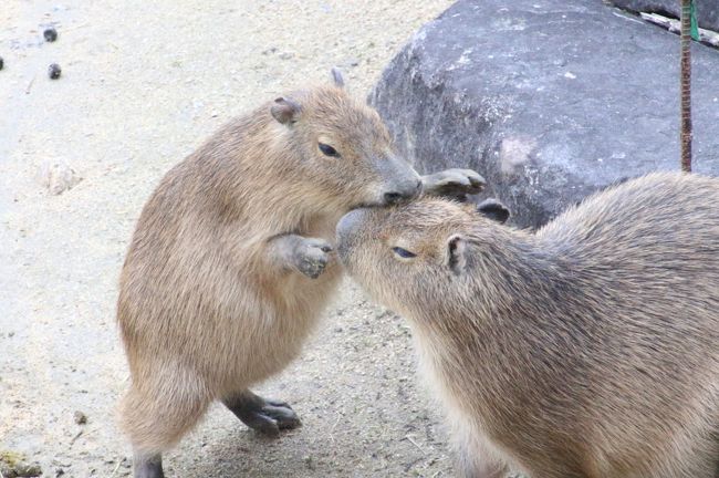 とくしま動物園では、１日のほとんどをレッサーパンダに費やし、他の動物は、ミッションに掲げたホッキョクグマのポロロちゃんとシンリンオオカミのユウキくん以外、見に行くひまがなくなってしまうかもしれない、と思いました。<br />でも、結果として、なんとか他の魅力ある子たちにも会い行けました。<br />毎度、同じ心配（？）をしていますが、やはりなんとか他の子供たちも見に行って、ちゃんと写真を収めている私は、貪欲なのです。<br /><br />もっとも、とくしま動物園では、レッサーパンダ展示場の入口手前にトナカイとニホンカモシカが、そしてレッサーパンダと同じ温帯プロムナードに、ホンドタヌキとコツメカワウソがいます。<br />特にコツメカワウソは、ほぼ１日中、エサを欲しがって、ぴーぴーと甲高い声で鳴いているので、時々つい様子を見に行きたくなります。<br />他の動物園のコツメカワウソはあんなに１日中鳴かないです。<br />飼育員さんも、「あの子たち、１日中鳴いているのよ」と言っていました（笑）。<br /><br />とくしま動物園３回目の今回は、初めて週末に訪れたため、土日限定のコツメカワウソのドジョウすくいタイムもありました。<br />コツメカワウソが生きたドジョウをつかまえる姿は、ものすごく速くて、写真はぶれぶれでしたが、つかまえたドジョウを大事そうに抱えて水面に向かって泳いでいく姿は、とても可愛らしかったです。<br />もっとも、生き餌なので、食べられるドジョウを思うと、なかなかシュールでした。コツメカワウソは、小岩の下に隠れたドジョウも、岩を移動させて見つけ，１匹も残すことなく、完食していましたから。<br />たらいの中で泳ぐドジョウを目にしたときは、あと数分の命か、とシビアな自然界に掟に少し胸がしめつけられました。これまで目にしたコツメカワウソのエサタイムは、キャットフードを食べていることが多かったし、生きている直前のドジョウをしっかり目にしたわけではなかったので、そういうことをあまり感じなかったのです。<br />しかし、コツメカワウソたちが、ドジョウ・タイムが終わった直後でも、おなかすいたーと言わんばかりに甲高く鳴き出したときは、ちょっと笑えました。<br /><br />今回はちょっとだけ、いつも通り過ぎるだけだったモンキー・プロムナードで足を止めて、ちょっと見学し、写真を撮ることもできました。<br />ほんとは今年2016年１月に生まれたばかりのシシオザルの赤ちゃんが見たかったからなのですが、たぶん寝室の方にいたらしく、見当たりませんでした。<br /><br />見逃してしまうかと危うかったのは、サバンナエリアから、ネコ科猛獣のいるタイガー・プロムナードでした。<br />ずっと閉園までレッサーパンダに張り付いていたかったところですが、15時半すぎに、あわてて向かいました。<br /><br />すでに閉園前１時間を切り、夕方でとても寒かったので、ミーアキャットは見当たらなかったし、セイロンゾウのマリーちゃんはすでに屋内でした。マリーちゃんは、ひょっとしたら本日は寒くて外に出ていなかった可能性もあります。<br />でも、サバンナエリアの子カピバラには、鼻の下が伸びました@<br />去年2015年10月に訪れたときは生まれたばかりの赤ちゃんだった子たちです。あのときよりは大きくなりましたが、まだまだちっちゃかったです。<br />ちっちゃいのに、サバンナエリアのマサイキリンやシロオリックスヤシマウマや大人のカピバラに臆することなく、我が者顔で過ごしている姿が、なんか笑えました。<br /><br />タイガー・プロムナードでは、ワニたちは今回もスルーしましたが、ピューマのカップル、サーバルキャットのミミさん、ベンガルトラのルパンくんには再会できました。<br />フタユビナマケモノは地上に下りて、ヒーターらしき装置のそばにいましたが、目を覚ましてくりくりおめめの可愛い顔が拝めたおかげで、ぞうきんではなくなりました（笑）。<br /><br />残念なのは、ヒグマの勝くんが2015年11月７日に亡くなっていたことです。<br />ヒグマ展示場が空になっていて、お知らせは特になかったので、あとでネット検索して知りました。<br />２頭いたトナカイのうちメリーさんの訃報ニュースもそのときに初めて知りました。<br /><br />そう頻繁に行けない動物園は、新しい命の誕生や移動してきた子の嬉しいニュースと同時に哀しいニュースも、どうしても不意討ちで知ることになります。<br /><br />＜夜行バスで日帰りに挑戦した３度目の徳島ととくしま動物園の旅行記のシリーズ構成＞<br />□（１）夜行バスで往復、温泉の朝風呂、そして徳島グルメの骨付鶏と徳島餃子と徳島みやげ三昧<br />□（２）とくしま動物園＜レッサーパンダ特集１＞相変わらずアイドル顔負けのソラくんとひとなつっこいみたらしちゃんの単独での過ごし方＆見た目はそっくりな双子のあんこちゃん・きなこちゃん<br />□（３）とくしま動物園＜レッサーパンダ特集２＞ミンミンちゃんママ・よもぎくん・さくらちゃん＆みたらしちゃん・あんこちゃん・きなこちゃん、２組の三つ巴<br />□（４）とくしま動物園：１年延長のホッキョクグマのポロロちゃん・ニューフェイスのシンリンオオカミのユウキくん・ライオンのレオくん、大はしゃぎ@<br />■（５）とくしま動物園：おねだりカワウソのドジョウすくい、今回は完全スルーしなかったモンキー・プロムナード、サバンナエリアの子カピバラたち、タイガー・プロムナードのネコ科猛獣のみなさん等<br /><br />とくしま動物園の公式サイト<br />http://www.city.tokushima.tokushima.jp/zoo/<br /><br />＜タイムメモ＞<br />【2016年１月29日（金）】<br />21:10　東京八重洲口発のJRバスドリーム徳島号に乗車<br />【2016年１月30日（土）】<br />06:00頃　徳島駅着<br />（到着予定時刻の06:41より約40分早く到着）<br />07:00-08:00　駅前ホテルサンルート徳島の日帰り温泉「びざんの湯」<br />08:10-08:35　たかしまコーヒー店で朝食<br />08:55発　徳島市バス渋野線に乗車<br />09:20　とくしま動物園前に到着<br />09:30　開園と同時にとくしま動物園に入園<br />09:35-09:40　トナカイ・ニホンカモシカ<br />09:40-10:30　レッサーパンダ<br />（みたらしちゃん９時45分頃、ソラくんは10時頃出勤）<br />10:30-10:40　コツメカワウソのドジョウ・タイム<br />10:40-11:40　レッサーパンダ（ソラ・みたらし）<br />11:40-11:50　モンキー・プロムナード<br />11:50-12:00　レッサーパンダ<br />12:00-12:30　レストランでランチ休憩<br />12:35-13:00　ホッキョクグマ・シンリンオオカミ<br />13:05-14:00　レッサーパンダ<br />（13時10分頃に展示交代・ソラくん以外総勢６頭）<br />14:00-14:05　カワウソのドジョウ・タイム<br />14:05-15:15　コツメレッサーパンダ<br />（14時15分頃に再び展示交代でソラくん再登場）<br />15:20-15:25　シンリンオオカミ<br />15:25-15:40　ホッキョクグマ<br />15:45-16:10　サバンナエリア<br />16:10-16:20　タイガー・プロムナード<br />16:20-16:25　レッサーパンダ<br />16:30　閉園直前にとくしま動物園を出る<br />（バス停で写真をチェックしながらひたすら待つ）<br />17:29発のバスで徳島駅へ戻る<br />18:00頃　徳島駅前に到着（ほぼ定刻）<br />18:05-18:40　駅ビルで徳島みやげの買い物<br />19:00-19:35　「酒と飯のひら井」で夕食<br />19:35-21:00　ドトールコーヒーで食後のコーヒー<br />21:45発　徳島駅発のJRバスドリーム徳島号東京行きに乗車<br />【2016年１月31日（日）】<br />06:00頃　新宿駅東口に到着<br />（到着予定時刻の06:55より約１時間早く到着）<br />08:30頃　帰宅<br /><br />＜これまでのレッサーパンダ以外の動物たちの写真があるとくしま動物園の旅行記＞<br />2015年10月９日<br />「２度目の四国遠征はバスでめぐる３県３園！〜レッサーパンダのいる動物園へ・徳島編（３）とくしま動物園の動物いろいろ：サバンナエリアの可愛い赤ちゃんカピバラ＆ホッキョクグマのポロロちゃんと素晴らしきネコ科の猛獣たち＆セイロンゾウのマリーちゃんのお手入れを見学」<br />http://4travel.jp/travelogue/11065718<br />2014年10月30日<br />「ついに四国遠征！〜高速夜行バスでレッサーパンダに会いに・徳島編（４）ホッキョクグマのポロロちゃんは遊び上手！〜とくしま動物園の美しき猛獣たち」<br />http://4travel.jp/travelogue/10948581<br />「ついに四国遠征！〜高速夜行バスでレッサーパンダに会いに・徳島編（５）動物の紹介が丁寧で親しみがもてるとくしま動物園の大型草食動物や癒される小動物など」<br />http://4travel.jp/travelogue/10948584<br /><br />※これまでの動物旅行記の目次を作成済。随時更新中。<br />「動物／動物園と水族館の旅行記〜レッサーパンダ大好き〜　目次」<br />http://4travel.jp/travelogue/10744070<br />