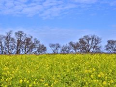 2016 滋賀を行く（2）　早咲きの菜の花＆三島池・伊吹山