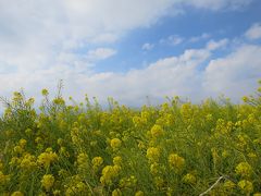 吾妻山公園の菜の花～曽我の梅林　ウォーキング