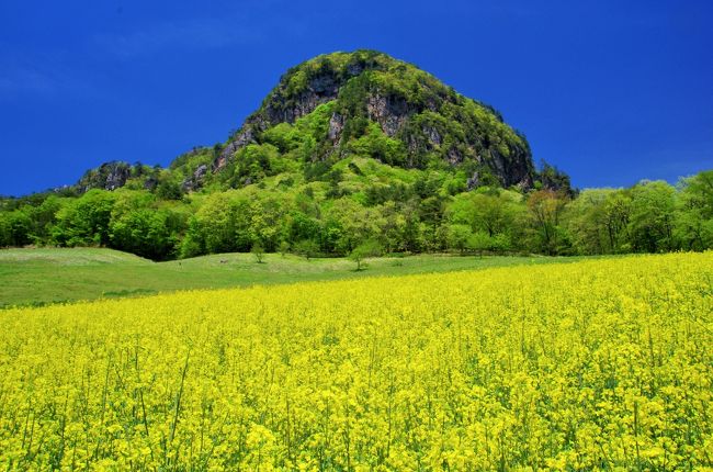 群馬県中之条町から沢渡温泉の先、暮坂峠に向かう途中にある大岩フラワーガーデンは、もう十数年来季節を変えて訪問している場所です。埼玉県から移住して来た家族が、厳しい環境の中で自然の中にあるお花畑を作っています。今は、春の菜の花、夏の向日葵が主体になっていますが、以前はポピーやコスモスも栽培していました。最近は、気候変動もあって暴風雨に弱いコスモスやポピーは手掛けなくなったと聞きましたが、それも2年前の話なので、今年の予定はまだ聞いていません。この場所は、大岩という岩山を背後に控え、若山牧水で知られた暮坂峠に近いという絶好の場所にあり、草津温泉などに来た時には、往路を吾妻渓谷にして、帰路を暮坂峠を選ぶと変化に富んだ旅行になると思います。この旅行記は2年前のものですが、これから計画を立てる場合のご参考までにと思いアップします。季節による変化をお見せするために、最後に別の季節の写真も載せておきます。<br />なお、ここは、数年前にNHKで放映された「陽炎の辻　居眠り磐声」という番組の最後のシーンに登場しました。監督が山と菜の花畑のある場所を探し歩いてここに辿り着いたそうです。<br />公式サイト：http://www.ohiwafg.com/