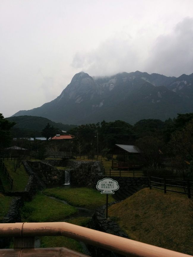 世界遺産のある屋久島へ日帰りでしたが行ってきました。<br />滞在時間６時間です（笑）<br /><br />往復高速船を利用して約３時間半程で屋久島へ到着、その後ほとんど貸切状態のバスに乗り込んで、バスの運転手さんがマイクで観光案内を丁寧にしてくださりました。<br />観光タクシーのような気分を味わいでお得感満載でした!!<br /><br /><br />乗車中、桜の花が満開に咲きみだれてとても綺麗で、バスの運転手さん、気をきかせて一瞬停車までしてくれましたよ。当日雨が降っていたのでほとんどバスに乗っていましたが、周りの風景を眺めるだけでも観光を味わえました。<br /><br />今年の１月の大寒波の際は、屋久島も大雪だったそうです。鹿児島の本土よりも寒いと感じました。冬に行かれる際は防寒着を持っていくことをお勧めします。