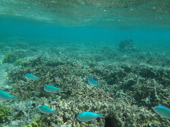 子連れグアム旅行記２回目。<br />３日目はようやくビーチでシュノーケルできました。<br />が風が強くて子は泣くし<br />岸に向かう潮流がきつくて珊瑚までは遠いしで<br />早々に撤収してしまったのでした。<br /><br />写真はイパオビーチ沖の珊瑚礁。<br />へたれスイマーなのでここまでくるのが結構大変でした。