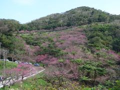もとぶ八重岳桜まつりに行ってきました。山肌が桜に覆われ，とてもきれいでした。日本一の桜です。