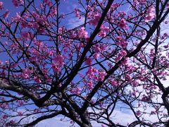 今帰仁城の桜まつり。遺跡と桜はよくマッチする。いいところです。