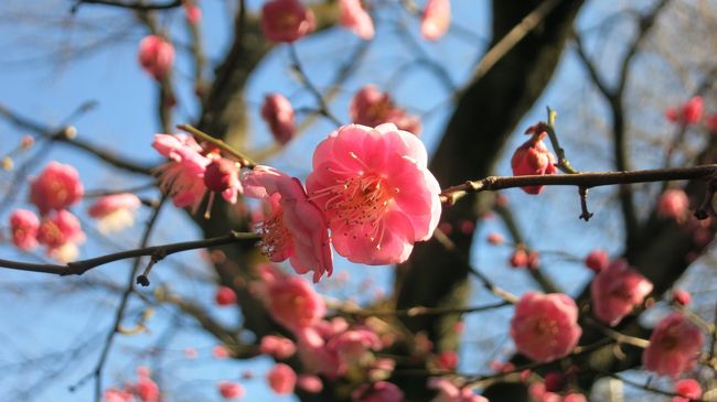 北区コミュニティバスの１日券は３００円。<br />旧古河庭園、飛鳥山博物館は20%の割引が適用。<br />その１日券を利用して梅が見頃となった旧古河庭園、そして<br />北区の史跡　青淵文庫、晩香盧を訪問してきました。