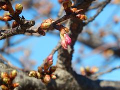 間もなく咲きそうなふじみ野市のカワズザクラ