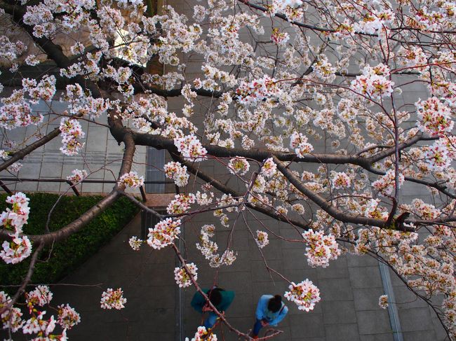 運良く、桜咲く横浜を満喫♪<br /><br /><br />ただ遅いランチだったため、夕方からのお花見散歩となってしまい。<br /><br />目で見る分には美しいのですが、写真に収めるには昼間の方が良さ気に感じた散策でした。