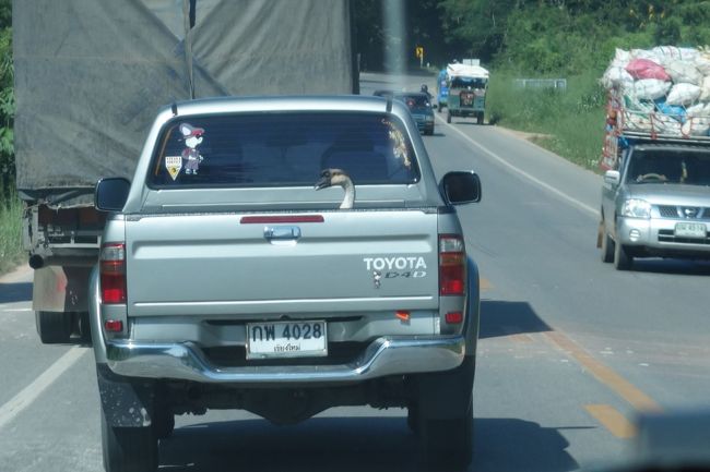タイは車の荷台に人を乗せたり動物を乗せたりすることに規制がないので走っていると結構面白いものが乗ってたりする。<br /><br />ペットなのかこれから食べられるのかは不明なのだが・・・（笑）<br /><br />とりあえず今日はチェンマイのシャングリラを出てチェンライに。<br /><br />途中立ち寄ったSAには間欠泉なんかもあった。<br /><br />もちろんタイにも温泉があるんだけれども暑い国だから温泉に入りたいなんて少しも思わない。<br /><br />稀に今年2016年みたいに寒波が来て北側は気温が一桁とかになることもあるけれども基本年中暑い。<br /><br />そう考えると四季があるということはある意味幸せなのかもしれないなぁ。