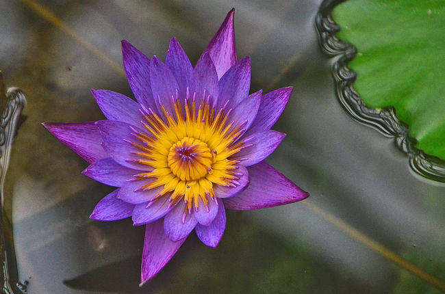 草津市立水生植物公園みずの森 へ <br /><br />第一なぎさ公園では..早咲きの菜の花満開を過ぎて<br />次ぎは最後の目的地・草津市立水生植物公園みずの森 へ<br />四季を通じて楽しめる花いっぱいの公園<br /><br />琵琶湖に面した風光明媚な場所にあり、<br />「植物と人、水と人とのふれあい」をテーマに、<br />烏丸半島の東に<br />メインディッシュ、アトリウムにて<br /><br />草津市立水生植物公園みずの森<br />ロータス館内アトリウム内で<br />水生植物のテーマ施設で熱帯スイレンを中心とした国内外のスイレンを<br />一年中お楽しみいただける温室になっています。<br /><br />お昼を過ぎますと花は中には閉じ気味、観賞は午前中に<br />午後3時頃には閉じてきますので、御注意<br />【住所】　　滋賀県草津市下物町1091<br />【アクセス】ＪＲ琵琶湖線「草津駅」　　　　　　<br />　　　　　　西出口から近江鉄道バス約25分　　　　　　　<br />　　　　　　水生植物公園みずの森すぐ<br />【最寄り駅】草津<br />【ホームページ】http://www.mizunomori.jp/<br />【問い合わせ先名称】ー草津市立水生植物公園みずの森<br />【問い合わせ先電話番号】ー077-568-2332<br />【OPEN】 開園時間 : 9:00〜17:00（入園はいずれも16:30まで）<br />【休業日】毎週月曜（祝休日の場合は翌平日が休園）<br />【料金】大人300円、大高生250円、中小生150円<br />　　滋賀県草津市立水生植物公園みずの森から湖岸道路を大津へ<br />　　野鳥に餌を与える所へ<br />　　予定から行けなくなりました。<br /><br /><br />今日一日<br />2016 滋賀を行く（1）「雅の和紙人形展」近江日野商人館<br />　　　　　　　　　　http://4travel.jp/travelogue/11099784<br />2016 滋賀を行く（2）早咲きの菜の花＆三島池・伊吹山<br />　　　　　　　　　　http://4travel.jp/travelogue/11100756<br />2016 滋賀を行く（3）草津市立水生植物公園みずの森 へ 