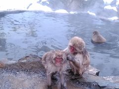 信州温泉めぐり一人旅（地獄谷野猿公苑）