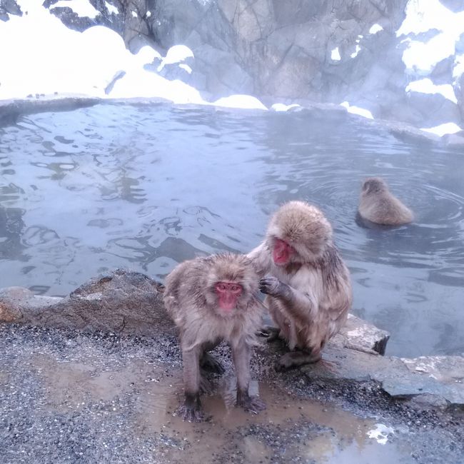 信州温泉めぐり一人旅（地獄谷野猿公苑）