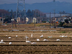 残念　白鳥の田圃　今年も行く　川島町へ