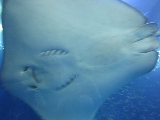 恒例熱海温泉旅行のはずが・・・急遽、1泊2日の沖縄弾丸旅行に!<br />曇天でエメラルドグリーンの海は見られませんでしたが、美ら海水族館、ジュラ紀温泉、今帰仁城、首里城と北へ南へ充実の旅となりました。