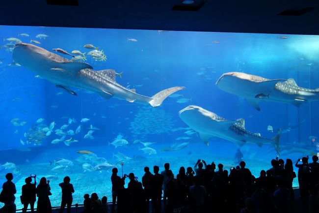 やんばるを後にして向ったのは恒例の美ら海水族館！<br />何回来ても大好きな水族館☆<br />「黒潮の海」は何時間でも見ていたい！<br /><br />そして今日のホテルは一気に北谷までやってきました。<br />夜は仲良くしていただいているカフェのオーナーと久しぶりの再会。<br />美味しいお酒と料理を楽しみました。<br /><br />引き続きお楽しみください。