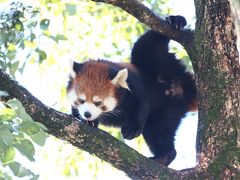 冬日よりの埼玉こども動物自然公園 早咲きの梅とどちらに行こうか迷ったけど 3 ほんのり雪景色と早春の花と共に ヤブイヌやヒツジ 子ウサギ 温泉カピバラや外に出られなくて元気だった子キリンのマルくんたち 東松山 埼玉県 の旅行記 ブログ By まみさん 冬日よりの埼玉こども動物自然公園 早咲きの梅とどちらに行こうか迷ったけど 3 ほんのり雪景色と早春の花と共に ヤブイヌやヒツジ 子ウサギ 温泉カピバラや外に出られなくて元気だった子キリンのマルくんたち 東松山 埼玉県 の旅行記 ブログ By まみさん