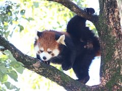 冬日よりの埼玉こども動物自然公園～早咲きの梅とどちらに行こうか迷ったけど～（１）恋の季節のレッサーパンダのハナビちゃんとソウソウくんが気になって