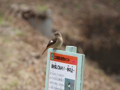 春を探しに…　北本自然観察公園　　野鳥たちに癒されて…