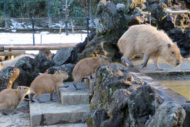 埼玉こども動物自然公園を訪れるのは、先月である2016年１月17日に秩父長瀞・宝登山のロウバイを見に行った帰りにハシゴして以来です。<br />せっかく地元にあるレッサーパンダ動物園ですし、コアラも魅力的ですし、東松山や秩父方面の花撮影散策とハシゴしやすいので、今年も一か月に１回くらいの頻度で訪れたいと思っています。<br />ただ、いつもどこかとハシゴだとせわしないです。<br />でも、本日は、所用のため、閉園よりは少し早めに動物園を出なくてはならなかったですが、開園時から１日、久しぶりにゆっくり過ごすことができました。<br /><br />もっとも、ゆっくり過ごせるということで、２大ハイライトのレッサーパンダとコアラのところでは心ゆくまで見学し、ハシゴしていて時間の余裕がないときにはテキパキと訪れていたところでも少しのんびりしてしまったので、回れた動物の範囲が劇的に増えたわけではありませんでした。<br /><br />それでも前回逃して残念だった子たち───生まれてまもない子ヒツジ、温泉のカピバラ、新しく展示場ができたエリマキキツネザル、そして最近訃報が続いていて少し心配だったキリンたちを訪れることができました。<br />もちろん、レッサーパンダ舎の近くにいるヤブイヌ、ミーアキャット、シママングース、フェネック、プレーリードッグももれなく会うことができました。<br />ただ、残念ながらアルパカのモカちゃんは、ふれあいタイムはまだだったので、会えませんでした。<br /><br />カピバラは、去年2015年10月に生まれた４頭の赤ちゃんたちがまだ小さく、可愛らしいです。<br />本日は日差しがあっても結構寒かったので、カピバラたちは気持ち良さそうな顔して温泉に入っていました。<br /><br />エリマキキツネザルは、これまでワオキツネザルと半日交替展示だったので、来園間もない時期を除き、その後はなかなかタイミング良く会うことができないでいましたが、いまやワオキツネザルの隣に展示場ができたおかげで、終日展示となりました。<br />本日、エリマキキツネザルに会いに行けたのは閉園近かったし、ワオギツネザル同様、寒さに弱い動物だと思うのですが、それでも屋内と屋外を行き来できるようになっていて、屋外でも元気に跳ね回っていました。<br /><br />キリンは、去年2015年３月にウララちゃん、12月にルルちゃんと、３頭いたお母さんキリンのうち若いお母さんとベテラン母さんの２頭が亡くなってしまいました。<br />でもまだ、ここの動物園には、プリンちゃん（リンちゃんの子）、モミジちゃん（ウララちゃんの子）、マルくん（ルルちゃんの子）と３頭の子キリンと、リンちゃん、フジマルくんがいるんでした！<br />キリンたちも本日会いに行けたのは閉園近かったし、同じく寒さに弱い動物なので、もうバックヤードに戻ってしまっていて会えないだろうと思ったのですが、赤ちゃんパドックとしてよく使われる小さい方の展示場で、マルくんが元気よく出たり入ったりしていました。<br />近くにいた飼育員さんにお聞きしたところ、本日、運動場に雪が残っていたので、キリンたちは外には出さなかったそうです。そのため、外に出られなくてつまらなかったマルくんが、閉園間際でもまだ遊び足らないんだろう、とのことでした。<br /><br />また、本日は、朝一番に入園したときに、まだうっすら残っていた雪景色も見られたし、行き先の候補として迷っていた森林公園でぜひ撮りたかった早咲きの梅も、同じ比企丘陵にある動物自然公園なので、紅白両方とも満開でした。<br />それから、12月から咲いていたロウバイはさすがに終わっていましたが、マンサクは見事でした。<br />紅梅は昼間の明るい順光で、マンサクは夕方のまぶしい斜光で、白梅はほんのり差してきた夕日の光の下で撮ることができました。<br />森林公園の方に行くかぎりぎりまで迷ったのは、本日が花撮影に申し分ない天気だったからでしたが、少しはその代わりになりました。<br /><br />＜今年2016年２度目でどこともハシゴしなかった埼玉こども動物自然公園の１日の旅行記のシリーズ構成＞<br />□（１）恋の季節のレッサーパンダのハナビちゃんとソウソウくんが気になって<br />□（２）親離れの時期のコアラのクインちゃんとランディくんはまだまだ甘えん坊<br />■（３）ほんのり雪景色と早春の花と共に、ヤブイヌや子ヒツジ・子ウサギ、温泉カピバラや外に出られなくて元気だった子キリンのマルくんたち<br /><br />埼玉こども動物自然公園の公式サイト<br />http://www.parks.or.jp/sczoo/<br /><br />＜タイムメモ＞<br />08:30頃　家を出る<br />09:14　高坂駅発の鳩山ニュータウン行きバスに乗車<br />09:20　埼玉こども動物自然公園に到着<br />09:30　開園と同時に入園<br />09:40-09:50　乳牛・マヌルネコ<br />09:50-11:50　レッサーパンダ<br />11:50-12:10　ヤブイヌほか<br />12:10-12:25　ヒメマーラ・マーラ<br />12:30-12:45　なかよしコーナー<br />13:00-14:25　コアラ<br />（13:00～ユーカリ交換＆コアラのおはなし）<br />14:40-15:20　ランチ休憩<br />15:25-15:40　ワラビー・カピバラ<br />15:45-15:55　ワオキツネザル・アカエリマキキツネザル<br />16:00-16:10　キリン<br />16:15-16:20　正門売店で買い物<br />16:20　動物公園を出る<br />16:25　高坂駅行きのバスに乗車<br />17:20頃　帰宅<br /><br />※これまでの動物旅行記の目次を作成済。随時更新中。<br />「動物／動物園と水族館の旅行記～レッサーパンダ大好き～　目次」<br />http://4travel.jp/travelogue/10744070<br />