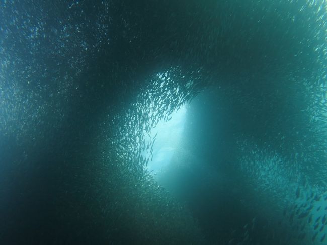 16 イワシの群れの興奮をもう一度 ダイ部 In モアルボアル セブ島 フィリピン の旅行記 ブログ By マチャさん フォートラベル