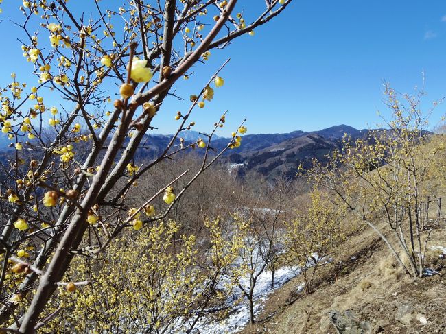 長瀞の&#34847;梅、早く行かないと終わってしまう！　今年も見損ねてしまう前に行こうと、土曜日より天気がよさそうな日曜日に決行。<br />長瀞へ行くのは初めて。<br />以前、伊豆が岳に登った時、池袋から西武線長瀞行に乗って正丸駅でおりました。<br />長瀞はそのルートで行けると思っていたのですが、駅探で調べると東京の東にある我が家からは東武伊勢崎線・羽生駅から秩父鉄道を使う方が安くて速いことがわかりました。