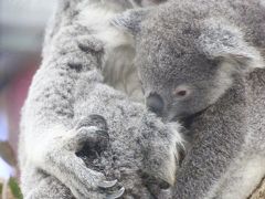 冬日よりの埼玉こども動物自然公園～早咲きの梅とどちらに行こうか迷ったけど～（２）親離れの時期のコアラのクインちゃんとランディくんはまだまだ甘えん坊