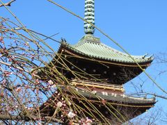 冬ぼたんを見に上野・東照宮へ②