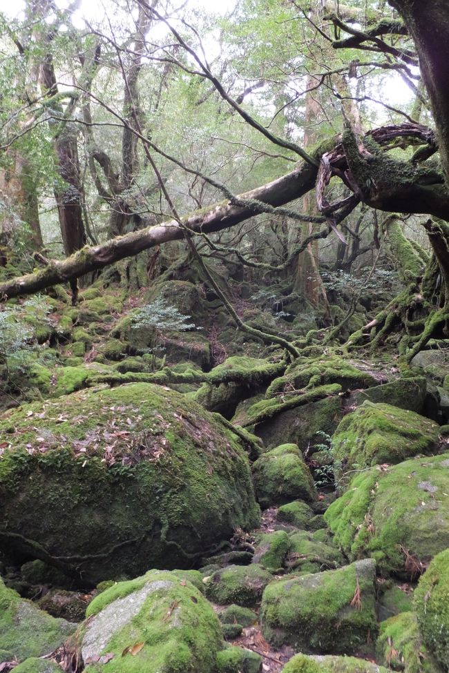 行きたい行きたいとずっと思っていた屋久島。本当に行って良かったです！<br />初日は大川の滝を眺め、タンカンジュースを飲み、早めに宿泊先ブルードロップへチェックインしました。夕食は奥様手作りの牛ほほ肉の赤ワイン煮込み。トビウオのお刺身まで出てきてテンション上がりました。<br />二日目はメインの縄文杉トレッキングです。早朝に出発し往復10時間以上の道のりを、ひたすらモクモクと歩きました。友人がいなければ挫折したかもしれないほど、しんどかったです。でも、それ以上に感動がありました！屋久杉の巨木、苔の絨毯、しっとりとした空気、優しい木漏れ日、可愛い屋久鹿。屋久杉の森の全てに魅了されました。<br />ペンションに帰り、屋久島会席の夕食をいただきました。地元の新鮮な食材を使ったお料理はどれもほっぺたが落ちそうなくらい美味しかったです。<br />三日目はこけむす森へトレッキングに行きました。ジブリ映画もののけ姫のモデルと言われている場所です。正直、10時間かけた縄文杉コースよりも、雰囲気はこちらの方が好きでした。気づけば数十分があっと言う間に過ぎていたほど、神秘的な苔の世界に心が奪われてしまいました。<br />お昼に屋久鹿のハンバーグを食べ、帰途に着きました。<br />4月は人もそれほど多くなく、気候も恵まれていて、トレッキングには最適だったと思います。<br />充実の2泊3日でした。