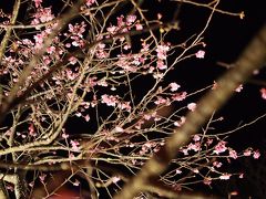 日本一早い桜を見に沖縄へ