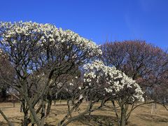 旅するイルカ♪　梅だより　2016　Part1　荒山公園へ