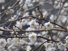 列車＆バス旅／古湯＆嬉野＆武雄・佐賀県温泉めぐり３泊４日