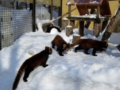 真冬のレッサーパンダ紀行【５】 旭川市旭山動物園　４匹家族＋３匹家族！！ 雪の旭山は朝一番からびっくりの７匹全員展示でした！！