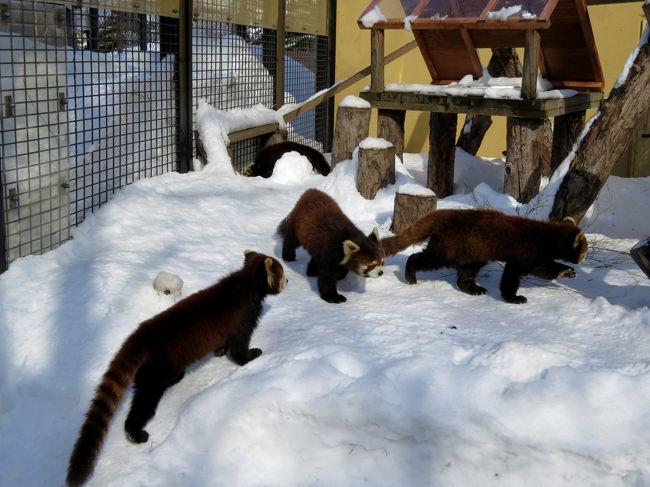 ２週間半に渡る海外出張から戻り、その足で北海道へ！！<br />出張中は動物園に行けず、もちろんレッサーにも会えなかったのでもうわくわくしちゃって（笑）<br />前日の新千歳空港の吹雪によるダイヤ大荒れをなんとかかいくぐり、今日は旭川市旭山動物園です。<br /><br />この時期の旭山動物園の開園時刻は１０時３０分と遅く、今日は旭川駅前を１５時３５分に出る釧路行き都市間バスに乗る予定であまり滞在時間がなく、レッサー全員に会えるか心配だったのですが・・・蓋を開けると朝一からのびっくりの全員展示！！<br />この時期、お年頃になった栄栄ちゃん、友友ちゃんとノノパパとの同居には若干の危惧は感じるものの、２つの放飼場に２家族７匹の展示は壮観でした。<br /><br /><br />これまでのレッサーパンダ旅行記はこちらからどうぞ→http://4travel.jp/travelogue/10652280