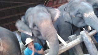 ７人のツアー？　タイ６日間女性一人旅　５日目　チェンマイ・象の国