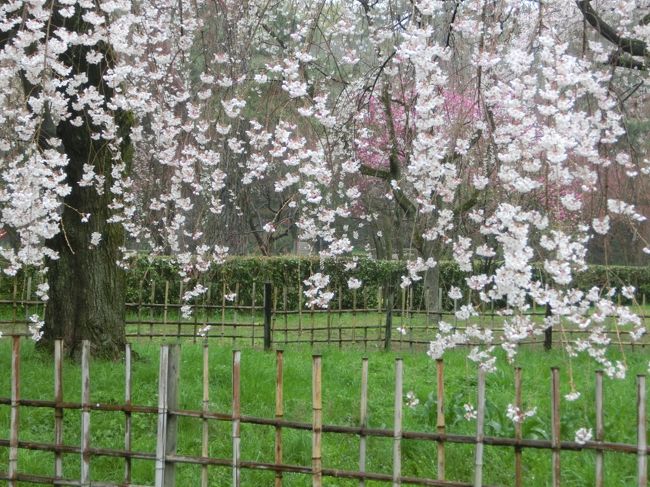 京都の早咲きの桜を見に御所に行ってきました。<br /><br />静かな京都御苑の中ある近衛邸跡の枝垂桜は、<br />この年もこのとき満開。<br /><br />静かにサクラを楽しむには、ここ京都御苑。<br />そう思って、来て見たものの、<br /><br />この時はちょっと違っていたりして。。。