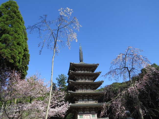 京都の早咲きの桜２０１５　　醍醐寺