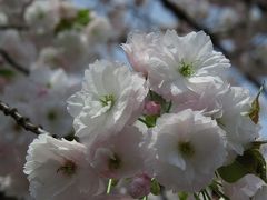 京都の桜２０１５　　二条城の桜（枝垂れ桜と八重桜）