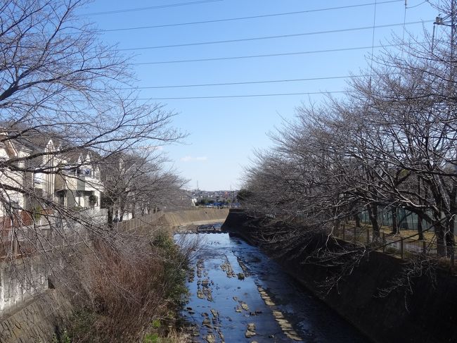 　恩田川沿いを散歩して春を感じる