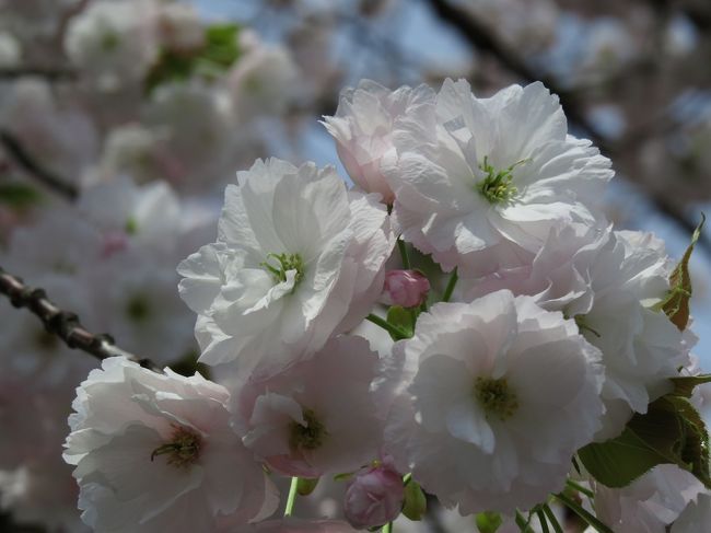 京都に桜を見に行くとしたら、枝垂桜三昧！<br />さぁ、今度は二条城の桜を見に行きましょう。<br /><br />大きな枝垂桜の並木は、二条城が最高かも。<br /><br />そうそう、ここには八重桜もあるの。<br />八重桜もとってもステキ…<br />そう思い知らされるほど、たくさんの種類があります。<br /><br />