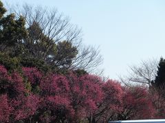 今年は大宮公園の梅が早い!