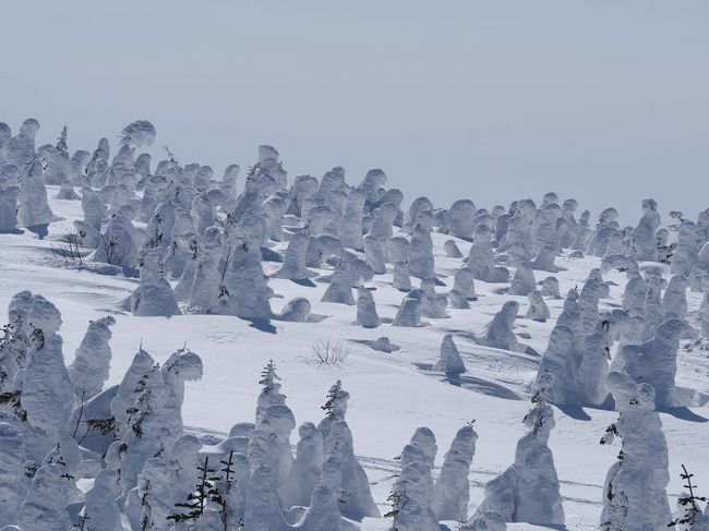 昨年二月に、JR東日本の「駅長オススメの小さな旅行プラン」の「樹氷原を歩き『蔵王坊平の樹氷』と一緒に写真を撮レッキング」に参加した。そのときはあいにくの吹雪で、樹氷原を歩くことはできたが、青空の下に広がる真っ白い樹氷群を見るという当初の目的は達せられなかった。<br />トレッキングはそれなりに楽しかったし、ガイドなしでも行けそうだったので、今年はリベンジすべく、事前にカンジキをインターネットで購入し、好条件の日を待つことにした。<br />そして週間天気予報で決行日が決まり、仙台からの日帰りで蔵王坊平の樹氷を見に行くことができた。<br /><br />往路　仙台駅前07:10〜上山駅前08:30（山形交通バス）　JRかみのやま温泉駅09:20〜蔵王ライザワールド09:50（無料バスホワイトエコー号）<br />復路　蔵王ライザワールド04:00〜JRかみのやま温泉駅04:30　上山駅前16:50〜仙台駅前18:18（宮城交通）