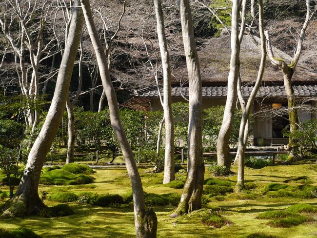 日帰りで京都へお出かけ。<br />今回は、嵯峨野・嵐山への旅です。<br />最近は、夏の京都によく行っていたので、冬は久しぶりです♪<br /><br />嵐山は行ったことがあるので、嵯峨野方面をじっくり巡りたいと出発。<br />初めての祇王寺、化野念仏寺、愛宕念仏寺を静けさの中で味わいました。<br />もちろん、定番の天龍寺と渡月橋の景色も味わいました。<br />嵯峨野の湯豆腐や、スイーツのくろまる、お香作り体験なども♪<br /><br />冬の関西１デイパスを使って、ＪＲの在来線と徒歩のみで移動。<br />交通費は半額以下におさえられたハズです！<br />嵯峨野・嵐山への滞在時間は、9:30～17:30の約10時間。<br />時間的にも、交通費的にも、お得に過ごした１日だったかなーと思います。<br /><br />たくさん歩いて、心も体も健康的な１日☆<br />