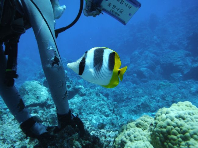 2週間前までは存在すら知らなかったロタ島へ。<br />グアムでもサイパンでも「ロタに行くんだー」と言うと<br />誰もが「ロタはいいところだ」と口を合わせて言う。<br />実際に行ったら本当にステキな場所でした。<br />ショッピングセンターもスーパーもないロタ島。<br />ハワイのように華やかでショッピングやクラブを楽しみたい人には<br />向いてないけど、手つかずの自然が残る静かでのんびりした島。<br />行くビーチ行くビーチだいたいプライベートビーチでしたw<br />人がいなくてw<br /><br />ロタ島はダイビング以外することないと言われていたので<br />ノリで体験ダイビングに初挑戦。<br />ハマるのが怖くてやったことなかったけど<br />海の中に入った瞬間今まで見たことのない新しい青い世界が<br />そこには広がっていました。<br />ダイビングにハマるってことはないけど、<br />またキレイな海でやってみたいなー。