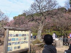 大田区立「池上梅園」に行ってきました。見頃には少し早く、３分咲きでした～。